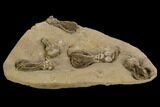 Plate of Five Jimbacrinus Crinoid Fossils - Australia #129404-5